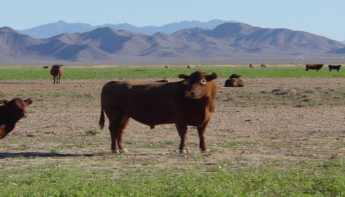 Four Tips When Buying Local Beef