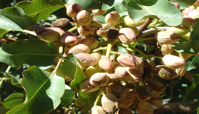 Arizona and California Expecting Record Pistachio Harvest