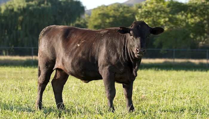 Devastating Drought This Year Makes Federal Rangeland and Forage Insurance Critical for Arizona Ranchers