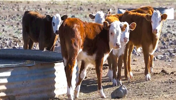 Arizona Beef: A Leading Ag Commodity