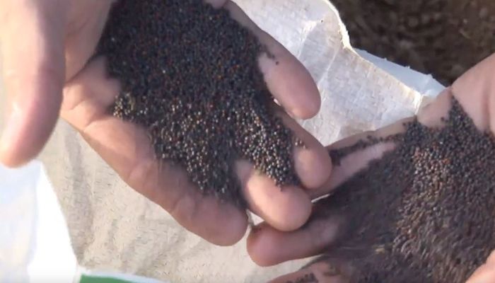Arizona Agriculture in 60 Seconds 