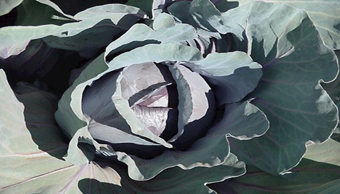 Organic and Conventional Farming: More alike than Different 