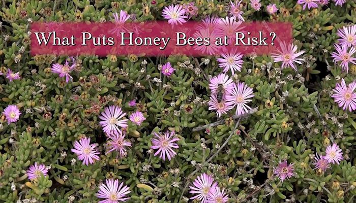 Get the Buzz on Bees!