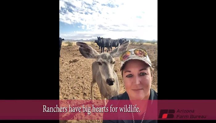 Cattle and Wildlife Hang out Together, Video