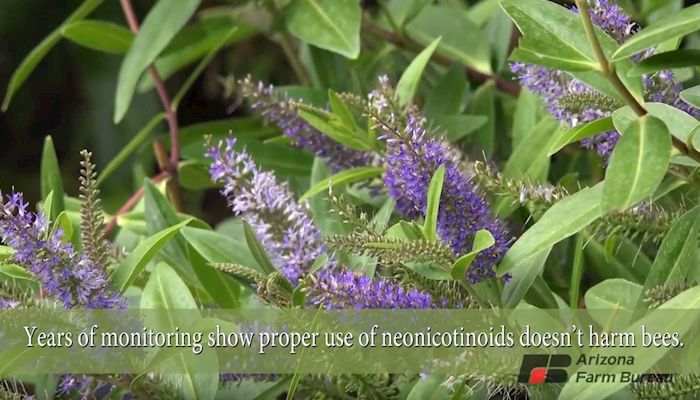 Neonicotinoids Don't Harm Bees When Used Right