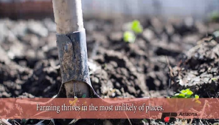Arizona's Urbane Urban Farmers
