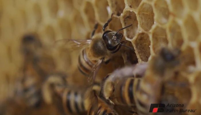 We're Sweet on Honey!