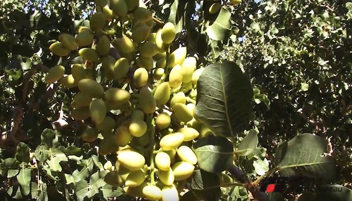 Arizona's Pistachio Story