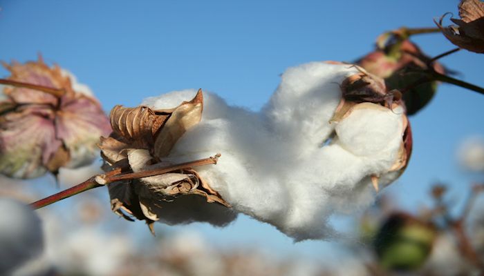 We're In High Cotton in Arizona!