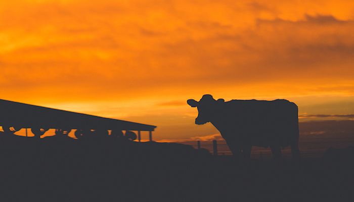Running the Numbers in Pinal County's Farming Industry: Video