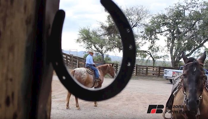 A Horse is a Horse, Of Course! The Video 