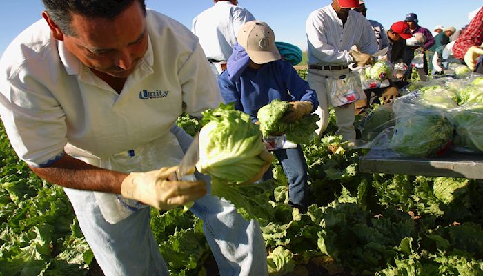Arizona Agriculture is here to Serve You Leafy Greens!
