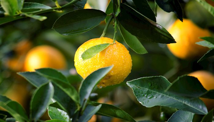 C is for Citrus, The Video