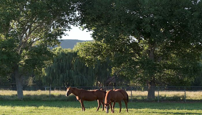 Animal Welfare Means Treating Animals Well