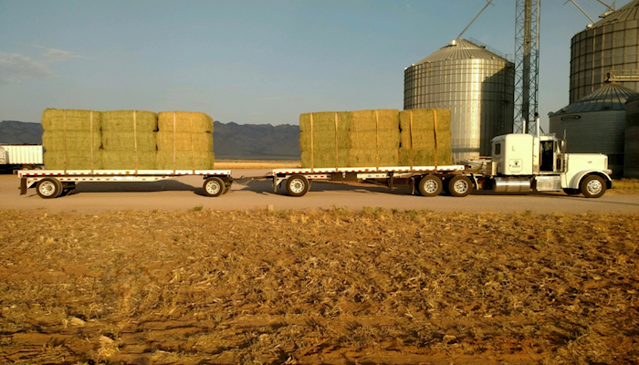Arizona's Amazing Alfalfa!