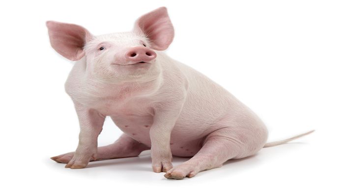 Arizona Pork and Trade Video