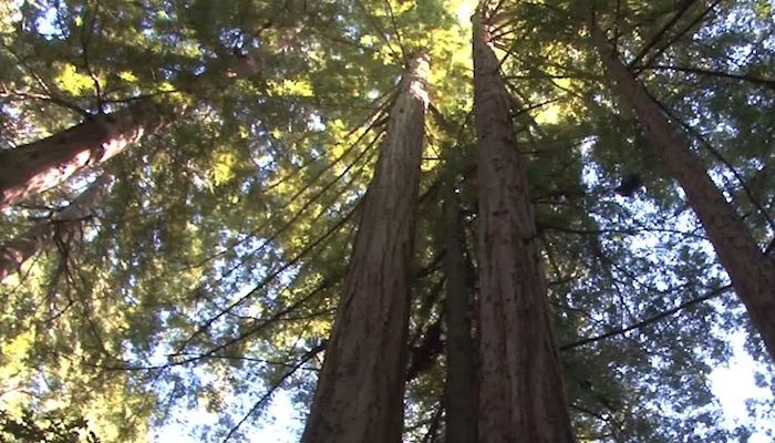 Keep Our Forests Healthy
