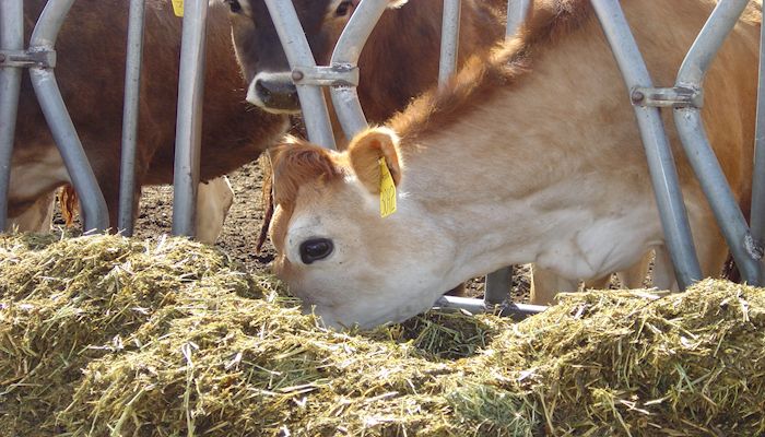 Arizona Dairy Cows Eat Well - Video