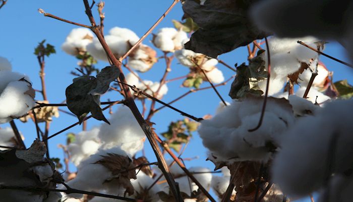 Arizona Cotton Matters