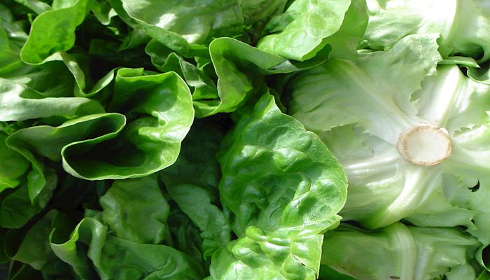 Lettuce Talk about Arizona's Leafy Greens
