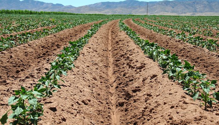 The Nature of Arizona Soil