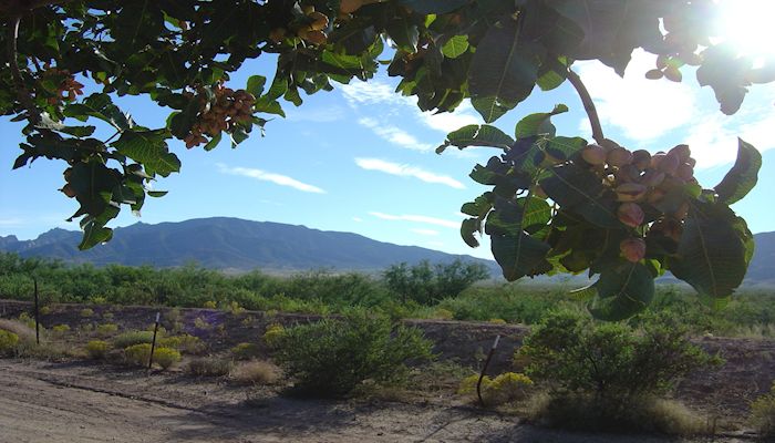 Arizona Pistachios: A Healthy Nut!