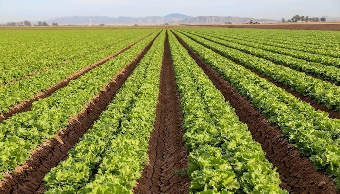 The Faces of Arizona Agriculture's Produce Farmers 
