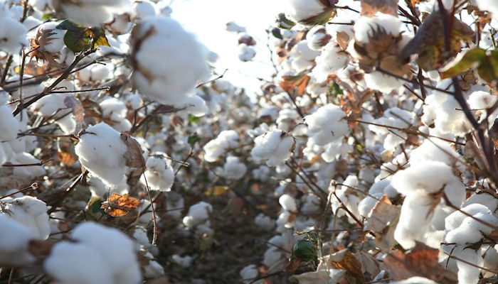 Meet Some of our Arizona Cotton Farmers