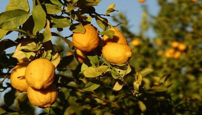 Celebrating One of Arizona’s 5 Cs, Citrus