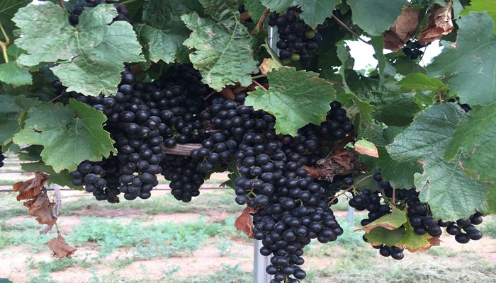 One Southern Arizona Farmer Creates the Best Pairing of Wine and Pistachios