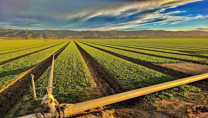 Arizona Agriculture Makes the Desert Green