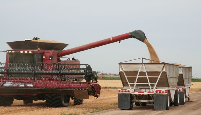 Only Two States Can Claim the Desert Durum Name. Arizona’s One of Them