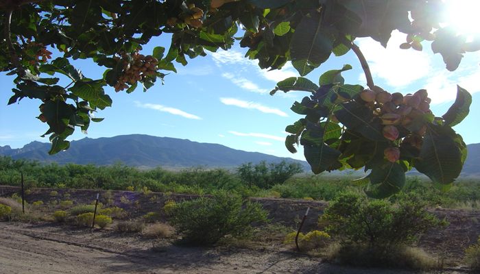 Arizona’s Pistachio Industry Generates a $92 Million Impact on State’s Economy