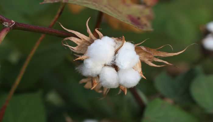 USDA Announces Update on COVID-19 Relief Implementation 