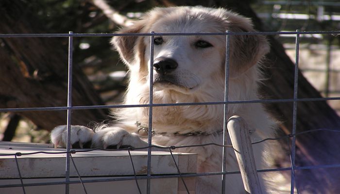 Farm Bureau Farm Dog of the Year Nominations Now Open