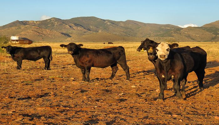 One Arizona Ranch Family Finds Hope During the Drought