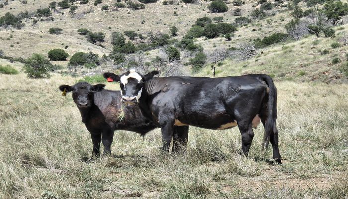Whether on The Ranch or at The Legislature, the Work is Never Done!