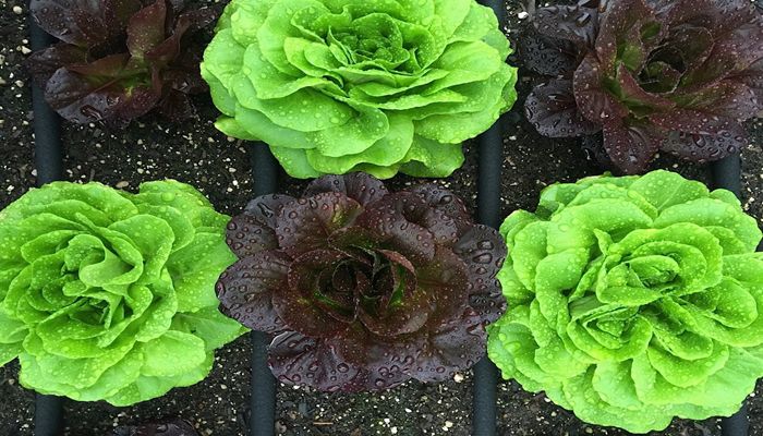 Arizona’s Certified Organic Ag Sales Increase Nearly 70% from 2016