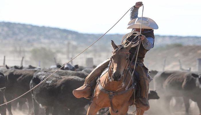 One Northern Arizona Rancher Tells his Drought Story