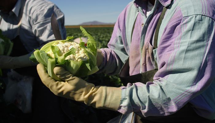 On and Off the Arizona Farm, the Work is Never Done!