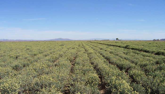 Arizona Agriculture Sustaining Sustainability Story