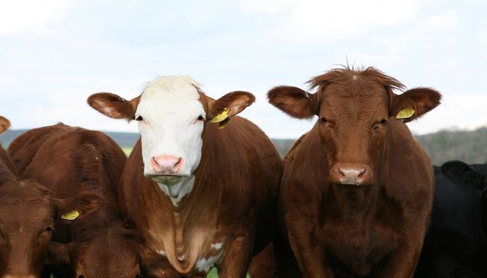 Cattle staring intently at camera.