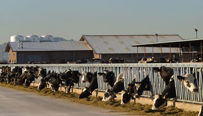 Webinar Now Available: Pandemic Market Volatility Assistance Program for Dairy Producers 