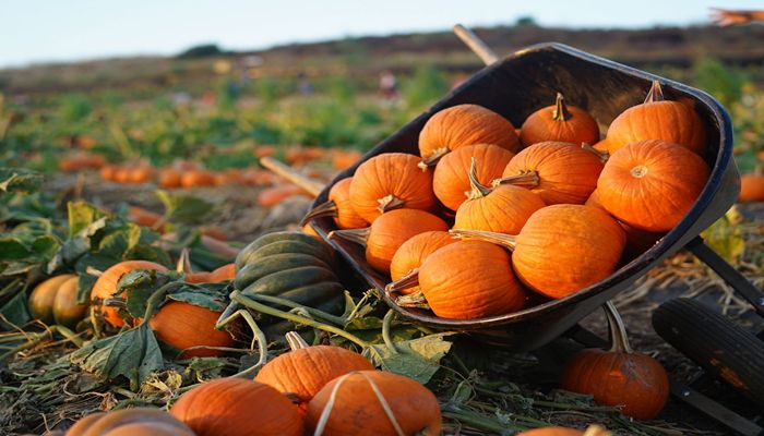 Celebrating Arizona Agriculture's 2021 Fall Festivals on the Farm!