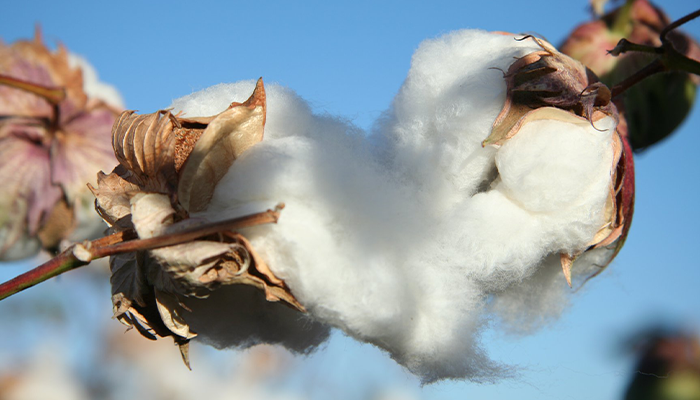 11 Reflections on Cotton During Harvest 2021