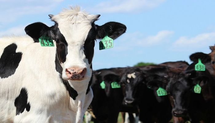 USDA Opens Signup for Dairy Margin Coverage & Amends Dairy Indemnity Payment Program 