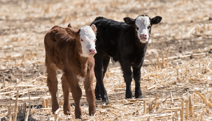 Beef: For Your Health (The Video)