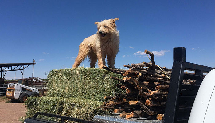 Nominations Open for 2023 Farm Bureau Farm Dog of the Year Contest
