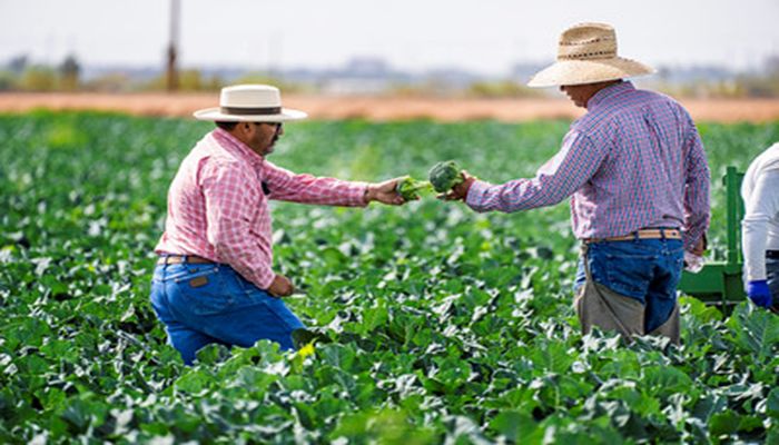 Production Costs Outpace Commodity Prices for Arizona Farmers