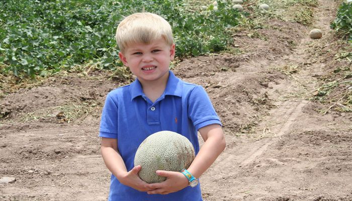 Arizona Cantaloupe's Two Growing Seasons: The Video
